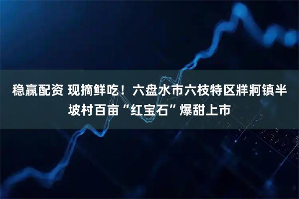 稳赢配资 现摘鲜吃！六盘水市六枝特区牂牁镇半坡村百亩“红宝石”爆甜上市